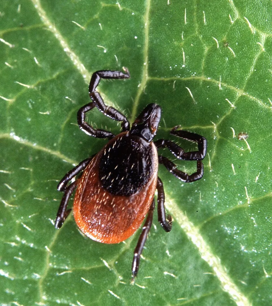 Tick anatomy and life cycle diagram showing body structure and all life stages