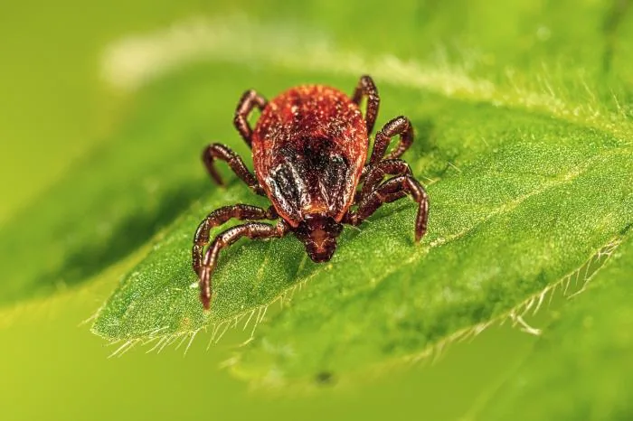 Brown dog tick (Rhipicephalus sanguineus)