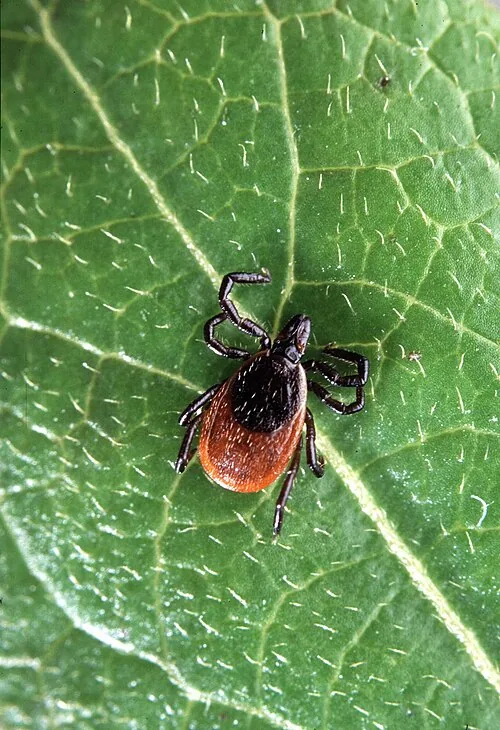 Black-legged tick (Ixodes scapularis) showing characteristic black legs