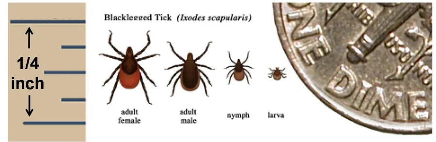 Deer tick (Ixodes scapularis) showing adult male, female, nymph, and larval stages - a common tick species that transmits Lyme disease