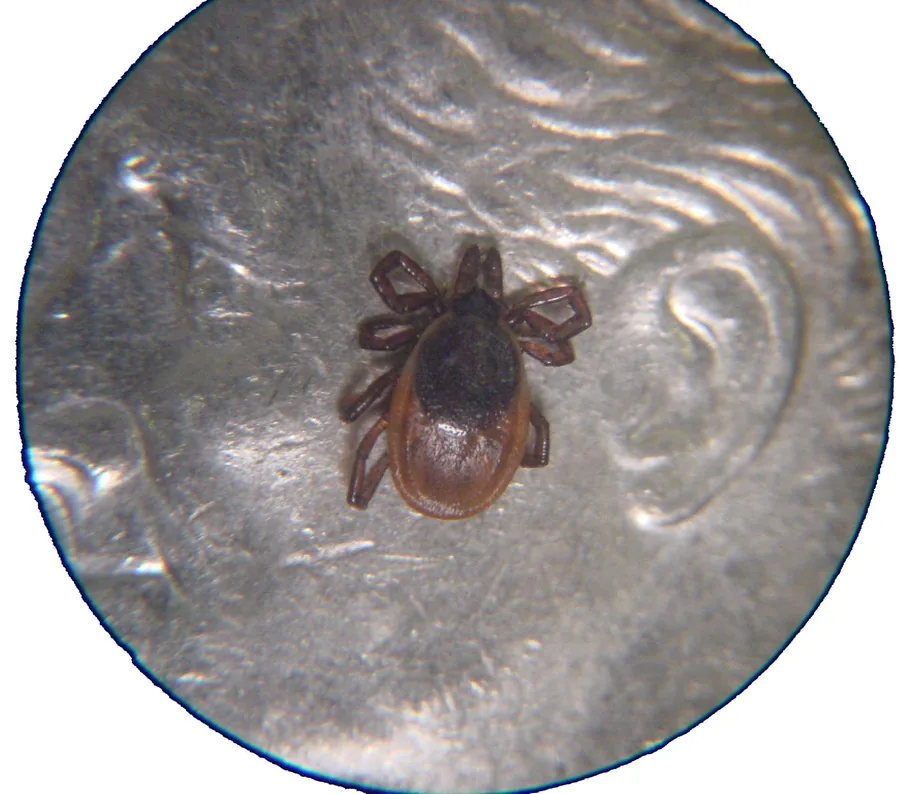 Engorged deer tick specimen that can be tested for tick-borne pathogens
