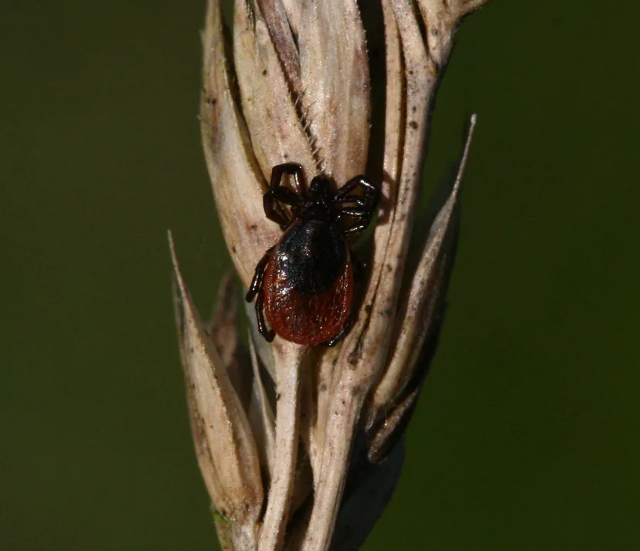 Deer tick (Ixodes scapularis) which transmits Lyme disease