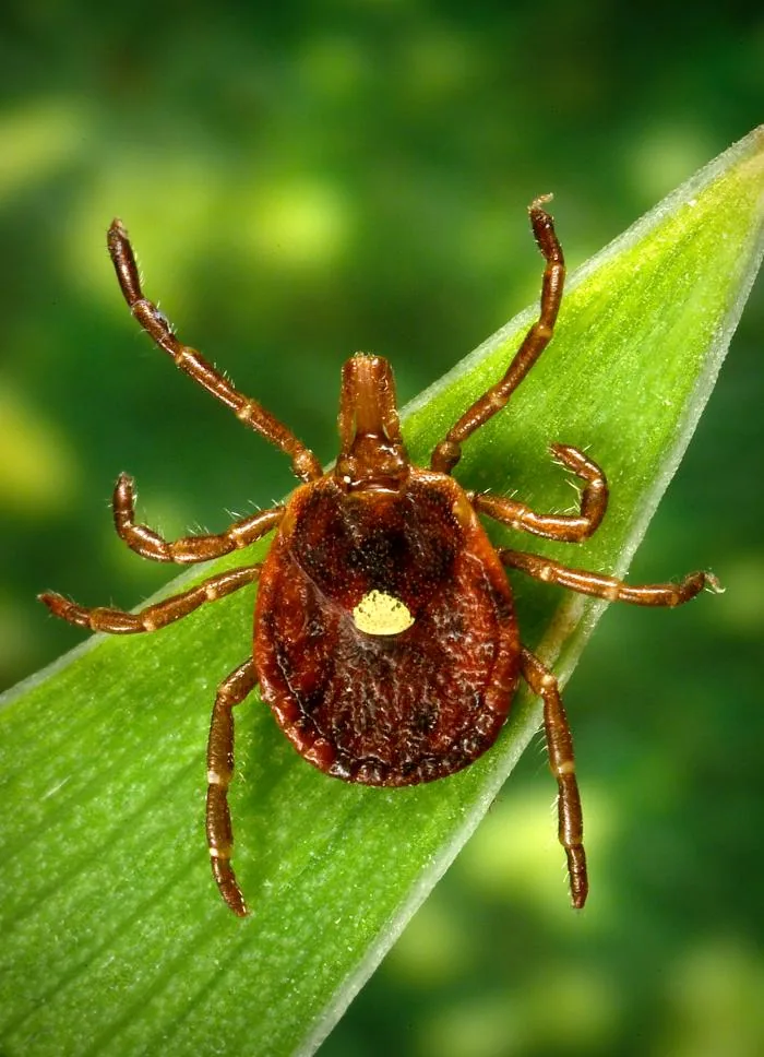 Lone star tick (Amblyomma americanum)